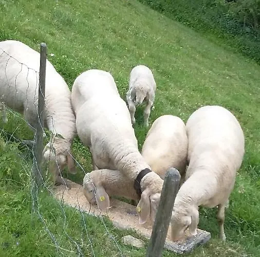 Doadlerhof ניוסטיפט אים סטובאיטל